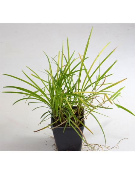 Pianta Convallaria Japonica- Vendita Piante Da Cespuglio Online |Mondo Piante