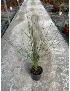 copy of Ginestra Plant