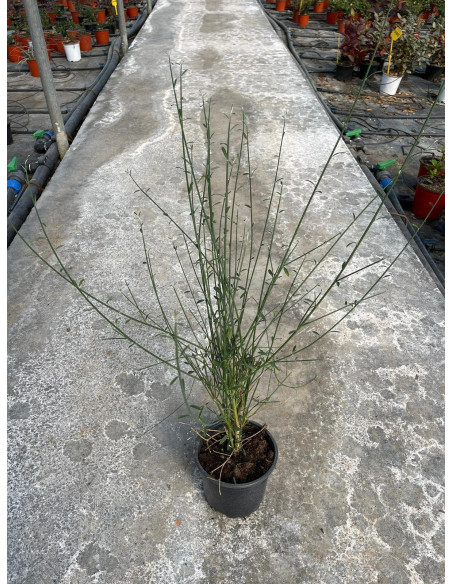 Pianta Ginestra in Vaso 18cm - Vendita Piante Da Cespuglio|MondoPiante