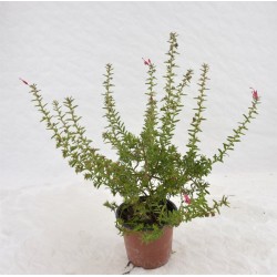 copy of Grevillea...