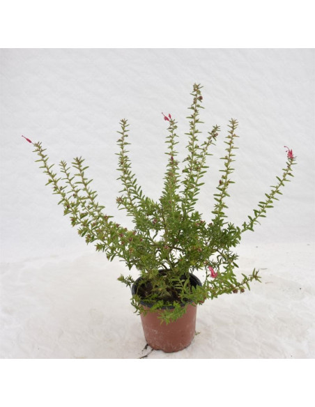 Pianta di Grevillea Rosmarinifolia Vaso 18cm -  Cespuglio|MondoPiante