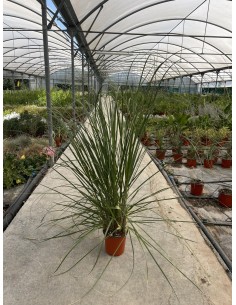 copy of Gynerium Plant