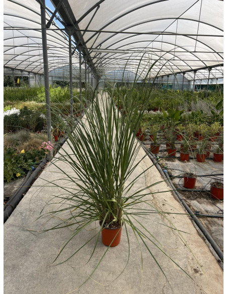 Pianta di Gynerium Vaso 18cm - Vendita Piante Da Cespuglio|MondoPiante