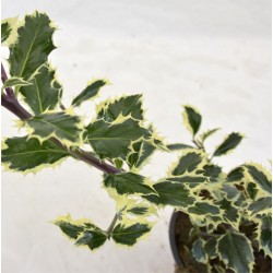 Ilex Nellie Steven, Pianta... 2