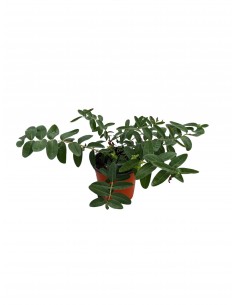 copy of Hypericum Hidcote...