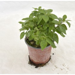 copy of Lantana Camara Plant