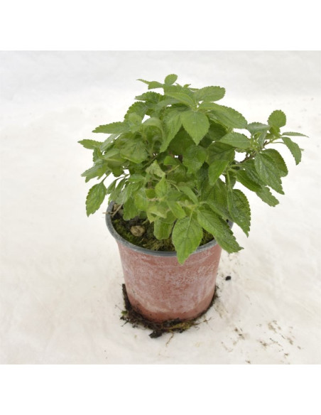 Pianta di Lantana Camara Vaso 14cm-Pianta Da Cespuglio|Mondo Piante