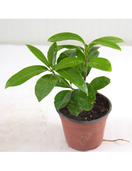 Pianta di Lauroceraso in Vaso 14cm-Piante Da Siepe|Mondo Piante