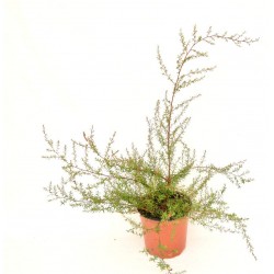 Pianta Leptospermum in Vaso...