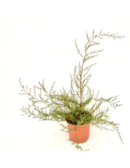 Vendita Pianta Leptospermum Vaso 18-Piante Online|Mondo Piante