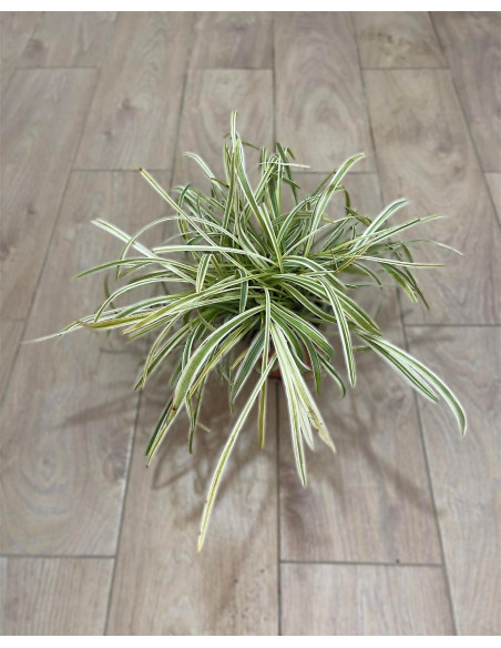 Liriope Variegata Plant for Sale - Bush Plants Online | Mondo Piante