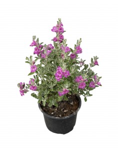 copy of Leucophyllum...