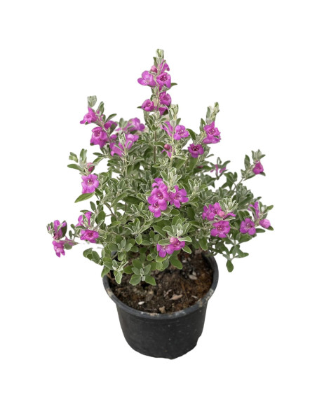 Pianta di Leucophyllum in Vaso 18cm - Pianta Da Cespuglio|Mondo Piante