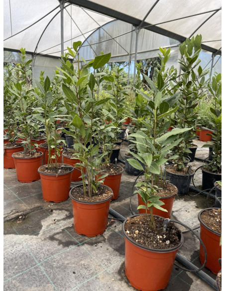 Pianta di Alloro in Vaso 18cm - Piante Da Siepe |Vivaio Mondo Piante