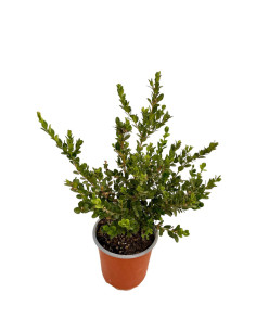 Pianta Buxus Rotundifolia Vaso 18 cm: Vendita | Mondo Piante