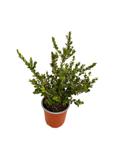 Pianta Buxus Rotundifolia Vaso 18 cm: Vendita | Mondo Piante