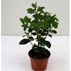copy of Viburnum Tinus plant