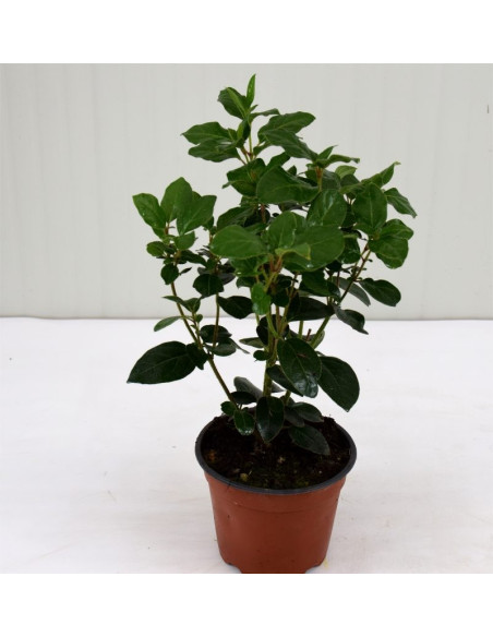 Pianta di Viburno Tinus in Vaso 14cm - Piante Da Siepe|Mondo Piante