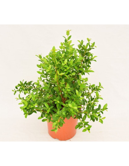 Pianta Eugenia Newport in Vaso 18cm - Piante Da Siepe |Mondo Piante