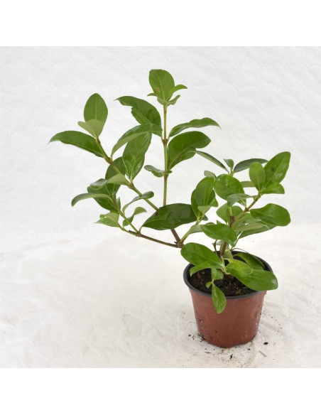 Pianta di Viburno Lucido in Vaso 14cm- Piante Da Siepe | Mondo Piante