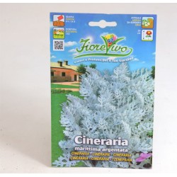 Semi Pianta Cineraria