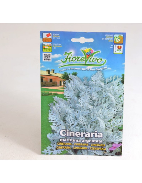 Cineraria  Seeds for Sale-Seeds Online|Mondo Piante