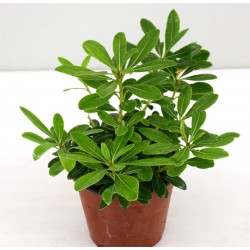 copy of Pitosforo Tobira plant