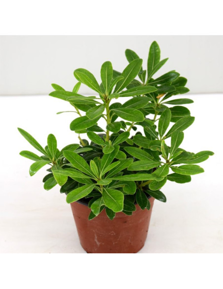 Pianta di Pitosforo Tobira in Vaso 14cm - Piante Da Siepe|Mondo Piante