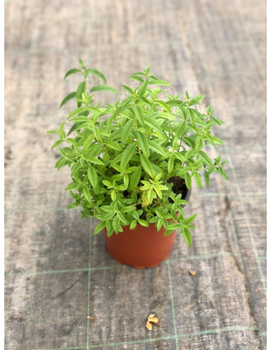 Pianta Citronella (Lippia Citriodora) Vaso 18 cm | Mondo Piante