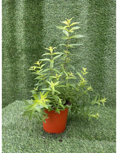 Pianta Citronella (Lippia Citriodora) Vaso 18 cm | Mondo Piante