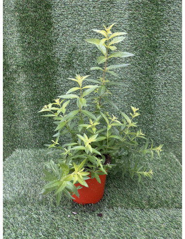 Pianta di Citronella in Vaso 18cm-Piante Aromatiche | Mondo Piante