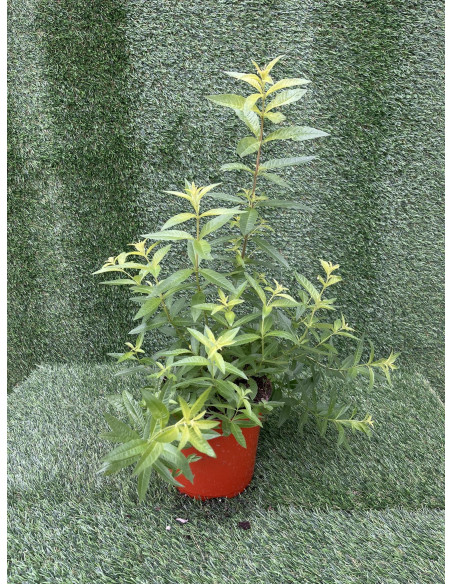 Pianta Citronella (Lippia Citriodora) Vaso 18 cm | Mondo Piante