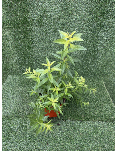 Pianta di Citronella in Vaso 18cm-Piante Aromatiche | Mondo Piante