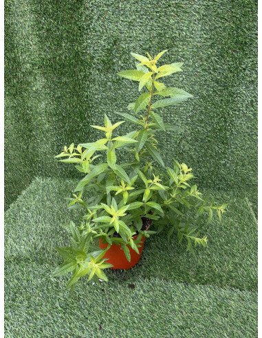 Pianta di Citronella in Vaso 18cm-Piante Aromatiche | Mondo Piante