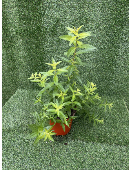Pianta Citronella (Lippia Citriodora) Vaso 18 cm | Mondo Piante