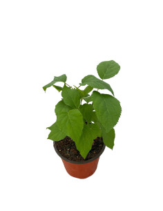 Pianta Ortensia Annabelle Vaso 18 cm: Vendita | Mondo Piante