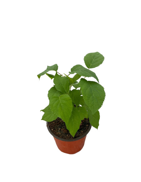 Pianta Ortensia Annabelle in Vaso 18cm - Piante Da Siepe|Mondo Piante