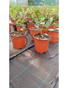copy of Photinia plant