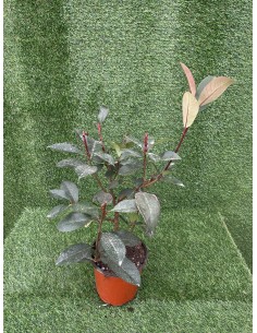 Pianta Photinia in Vaso... 2