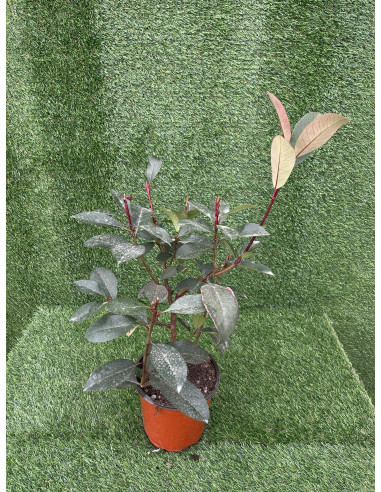 Pianta Photinia in Vaso 14cm- Vendita Piante Da Siepe | Mondo Piante