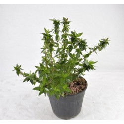 Pianta di Abelia... 2