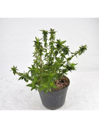 Pianta di Abelia 18cm - Vendita Piante Da Cespuglio Online |Mondo Piante