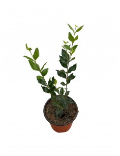 copy of Privet plant 2