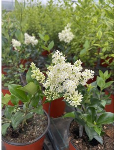 copy of Privet plant