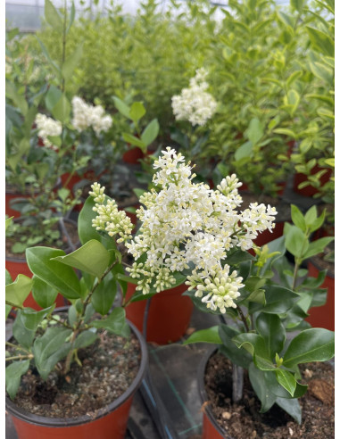 Pianta di Ligustro Texano in Vaso 18cm - Piante Da Siepe | Mondo Piante