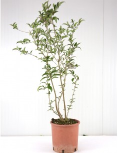 copy of Privet plant