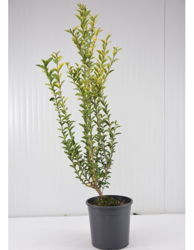 Pianta Ligustro japonica in Vaso 18cm - Piante Da Siepe | Mondo Piante