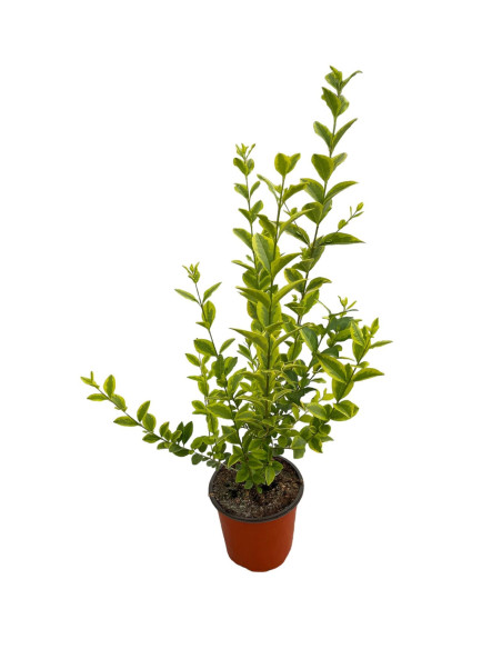 Pianta di Ligustro Variegato in Vaso 18cm- Piante Online| Mondo Piante