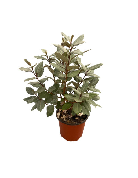 Pianta di Eleagnus in Vaso 14cm- Vendita Piante Da Siepe |Mondo Piante