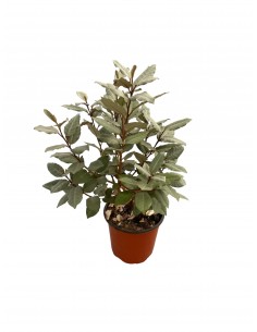 copy of Elagnus Ebbingei plant